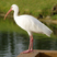 White Ibis